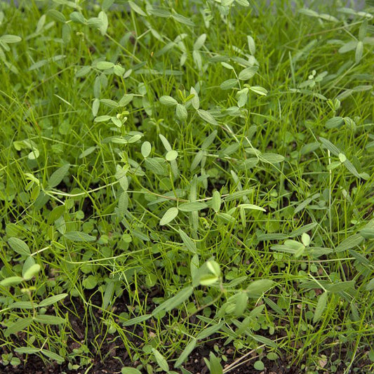 Peaceful Valley Dryland Erosion Fire Recovery Mix Nitrocoated (lb) Peaceful Valley