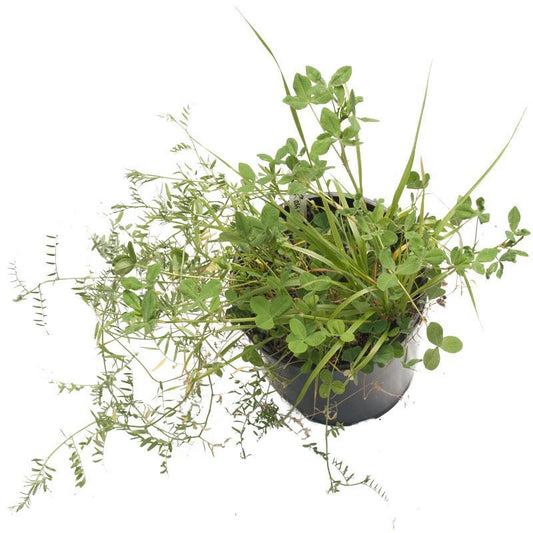 Peaceful Valley Dryland Wildlife Food & Habitat Mix - Nitrocoated Seed (lb) Peaceful Valley