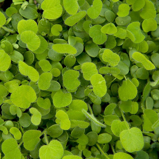 Peaceful Valley Easy Care Cover Crop Mix - Nitrocoated Seed (lb) Peaceful Valley