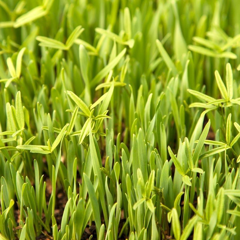 Peaceful Valley Forage Blend Dryland Pasture Mix - Raw Seed (lb) Peaceful Valley