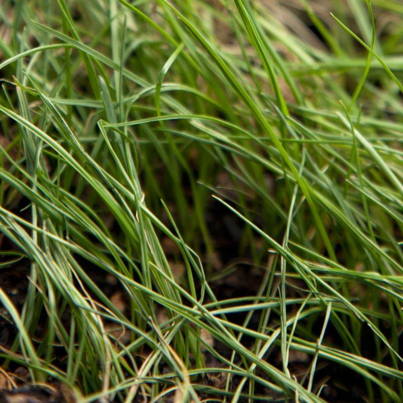 Peaceful Valley General Livestock Irrigated Pasture Mix - Nitrocoated Seed (lb) Peaceful Valley