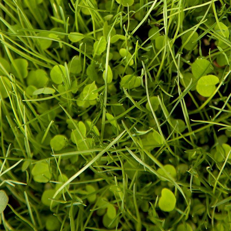 Peaceful Valley Herbal Irrigated Pasture Mix - Nitrocoated Seed (lb) Peaceful Valley