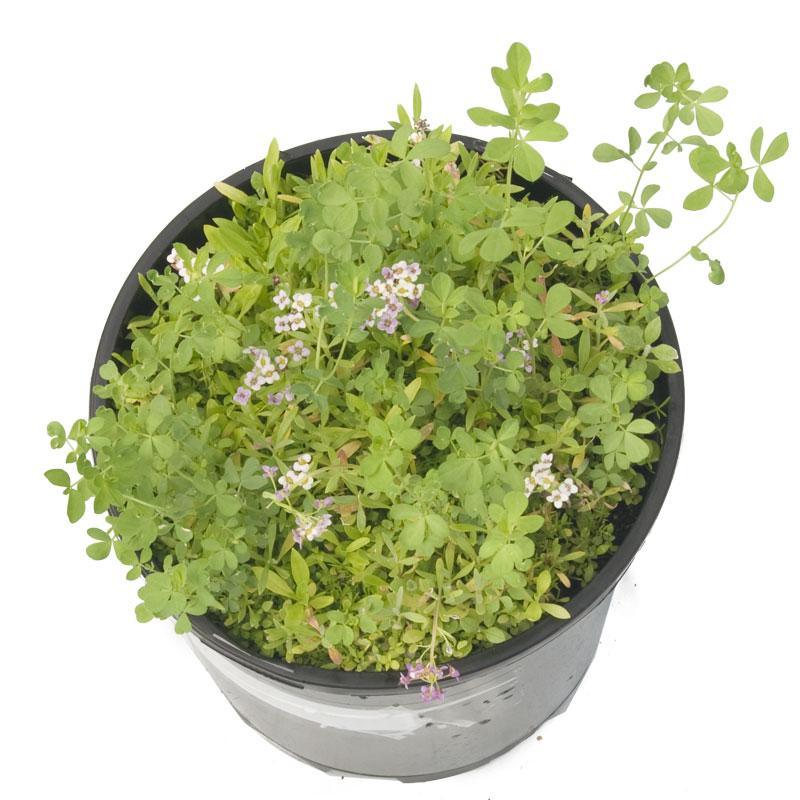 Peaceful Valley Herbal Lawn Mix - Seed (oz) Peaceful Valley