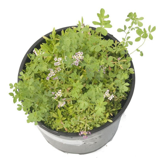 Peaceful Valley Herbal Lawn Mix - Seed (oz) Peaceful Valley