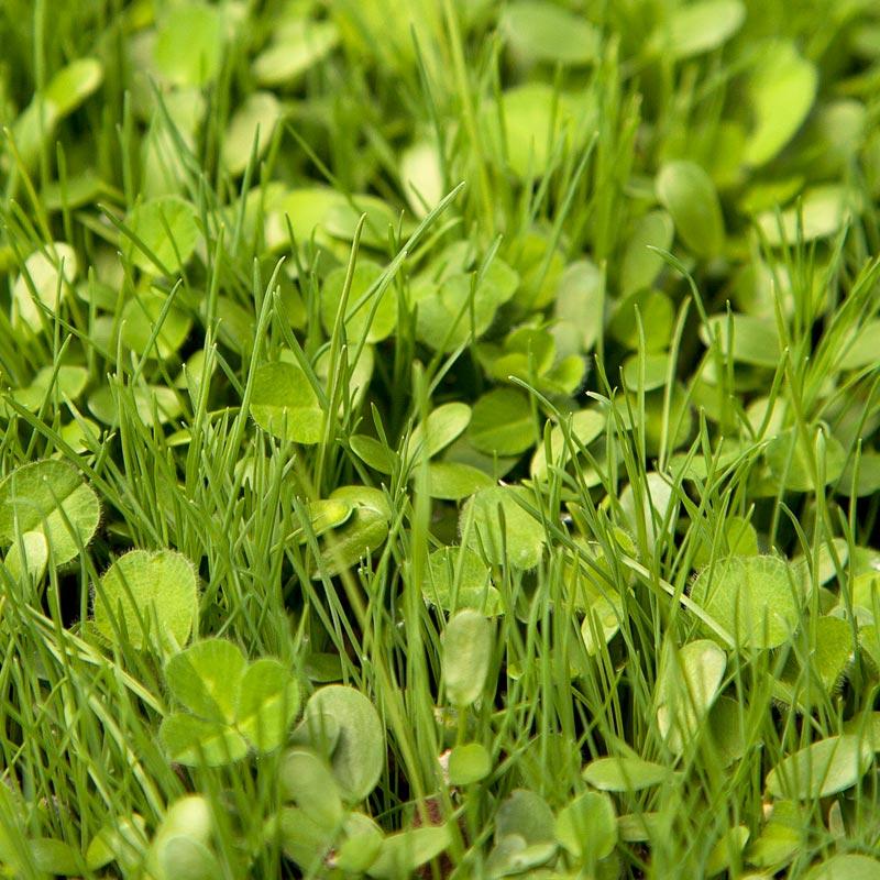 Peaceful Valley High Rainfall Dryland Pasture Mix - Nitrocoated Seed (lb) Peaceful Valley