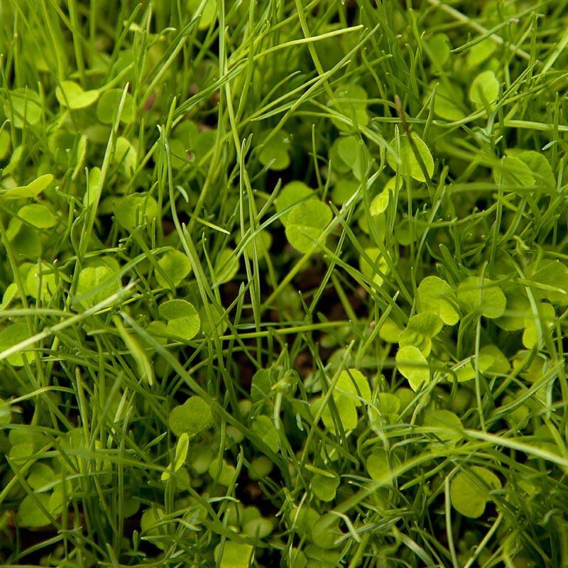 Peaceful Valley Irrigated Dairy Pasture Mix - Nitrocoated Seed (lb) Peaceful Valley