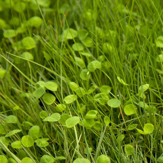 Peaceful Valley Irrigated Intermountain Pasture Mix - Nitrocoated Seed (lb) Peaceful Valley