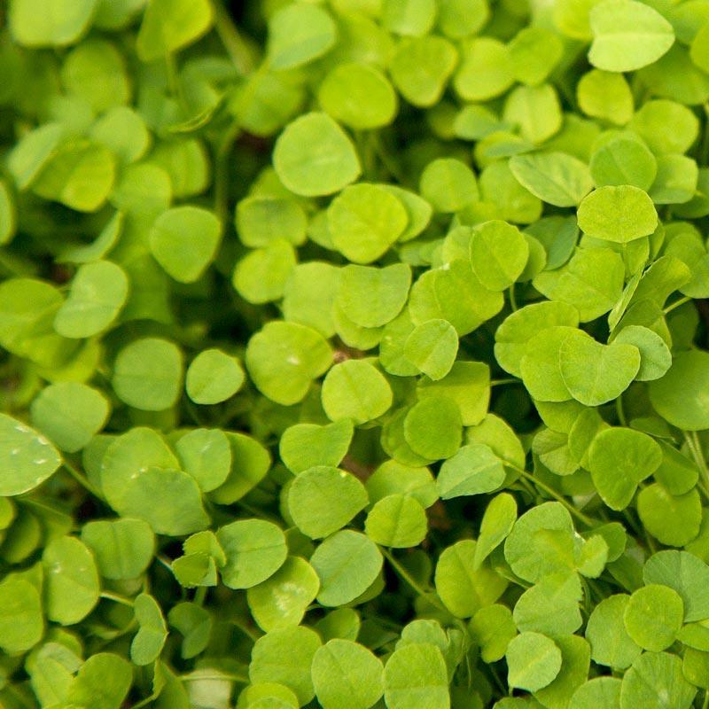 Peaceful Valley Low-Growing Clover Mix - Nitrocoated Seed (lb) Peaceful Valley