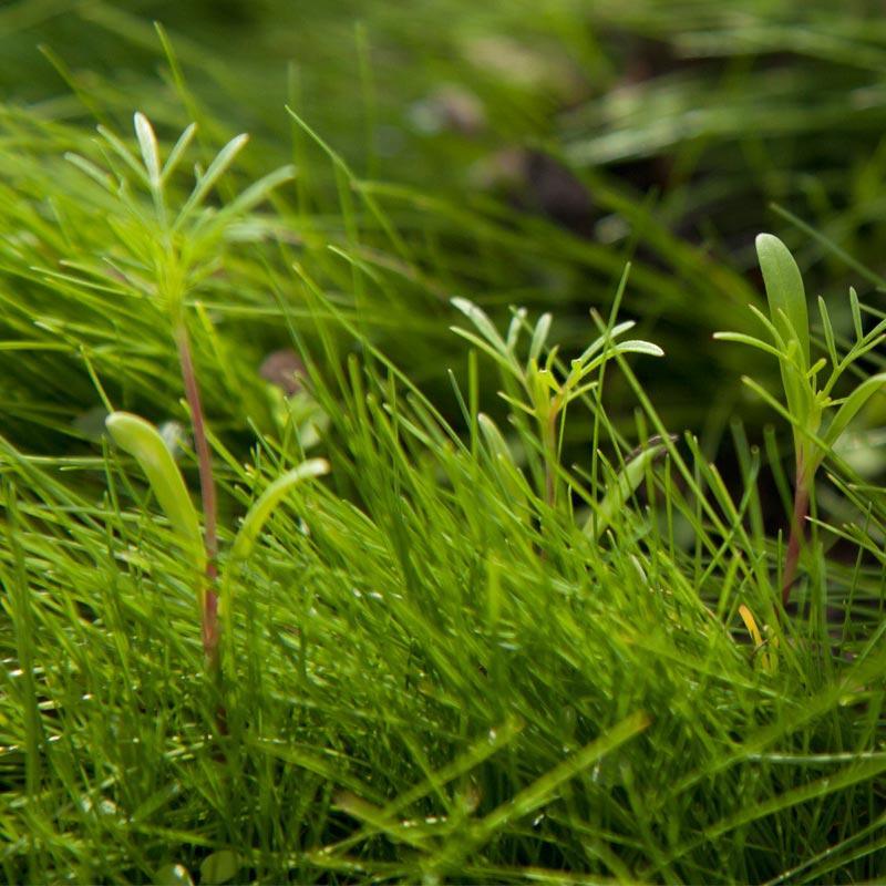 Peaceful Valley Low-Growing Grasses & Wildflowers Seed (lb) Peaceful Valley