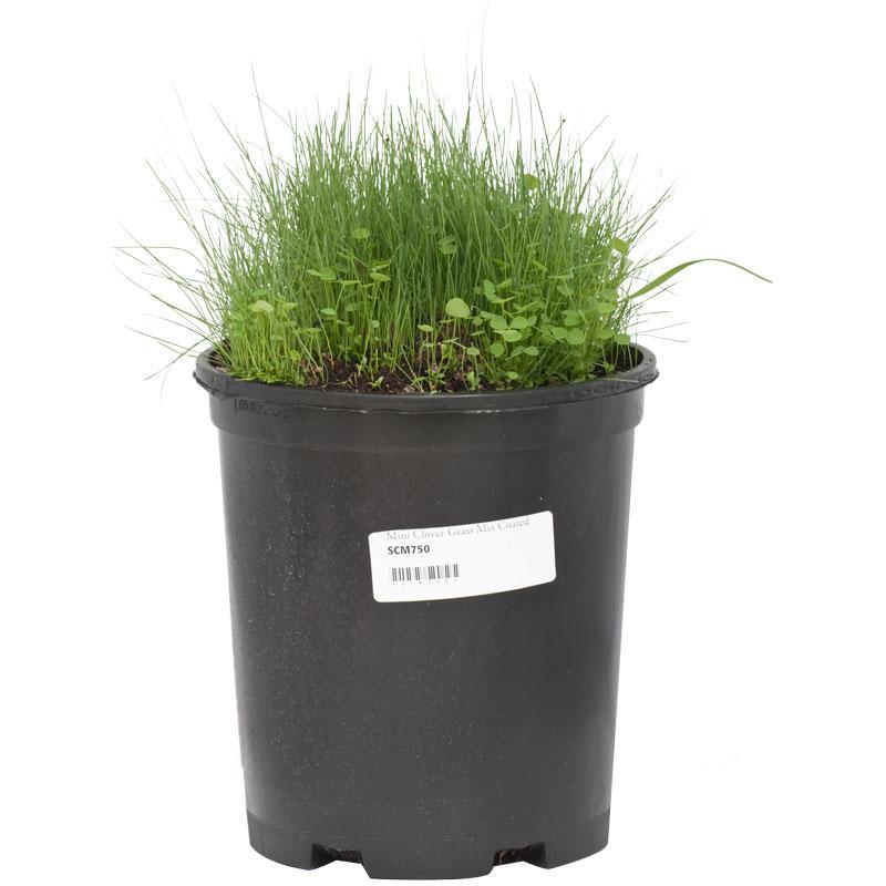 Peaceful Valley Mini Perennial Clover & Grass Mix - Nitrocoated Seed (lb) Peaceful Valley