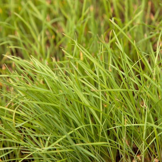 Peaceful Valley Native Grass Mix Seed - Grow Organic Peaceful Valley Native Grass Mix Seed (lb) Cover Crop