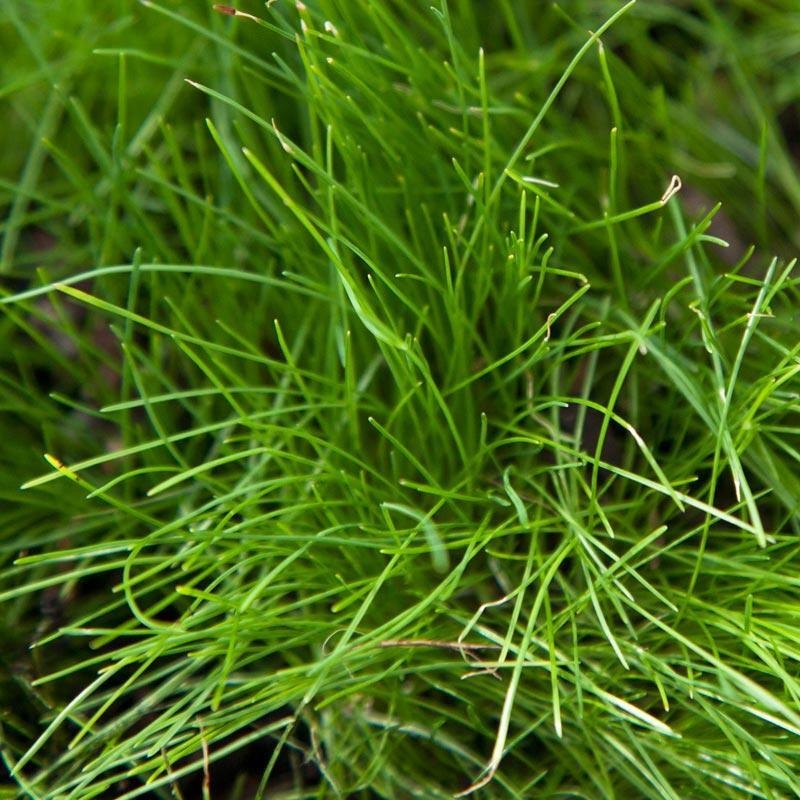 low growing grass seed Peaceful Valley Native Lawn Mix - Seed