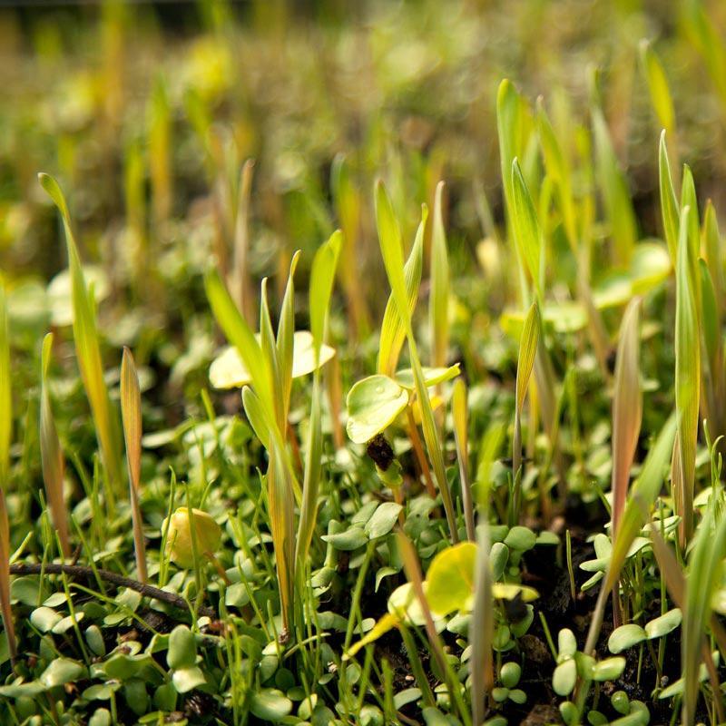 Peaceful Valley Omega-3 Chicken Forage Blend for Irrigated Land - Nitrocoated Seed (lb) Peaceful Valley