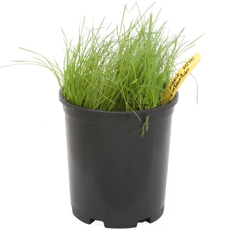 Peaceful Valley Organic General Livestock Irrigated Pasture Mix - Nitrocoated Seed (lb) Peaceful Valley