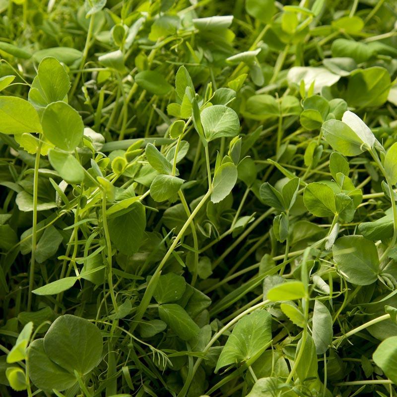 Peaceful Valley Organic Premium Soil Builder Mix - Raw Seed (lb) Peaceful Valley