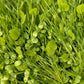 Peaceful Valley Premium Erosion Mix - Nitrocoated Seed Peaceful Valley Premium Erosion Mix - Nitrocoated Seed (lb) Cover Crop