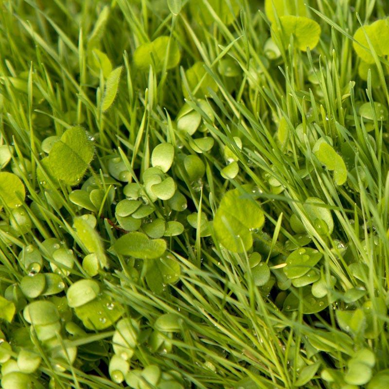 Peaceful Valley Premium Erosion Mix - Nitrocoated Seed (lb) Peaceful Valley