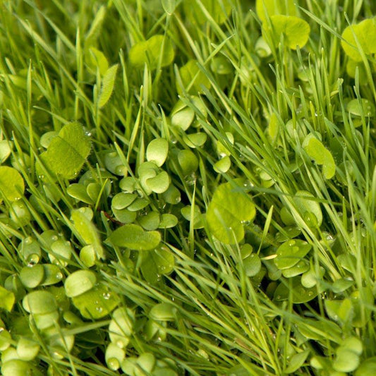 Peaceful Valley Premium Erosion Mix - Nitrocoated Seed (lb) Peaceful Valley