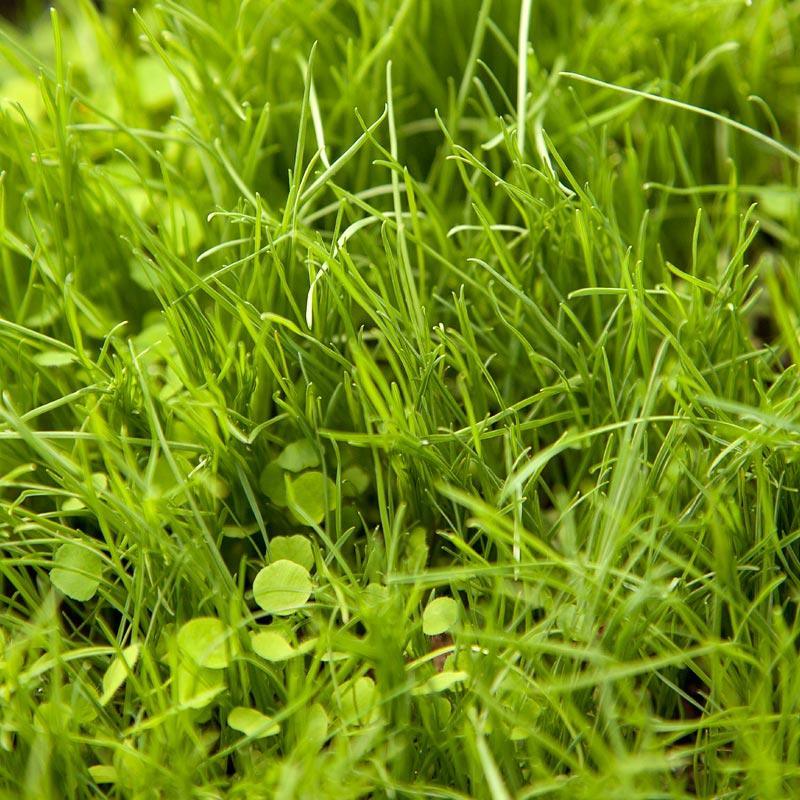 Peaceful Valley Premium Horse Irrigated Pasture Mix - Nitrocoated Seed (lb) Peaceful Valley