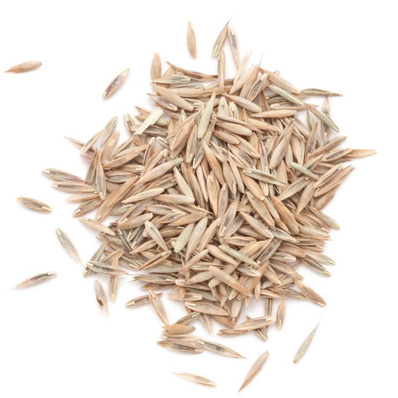 clearance garden seeds Peaceful Valley Premium Lawn Seed Mix (25 lb bag) – Grow Organic