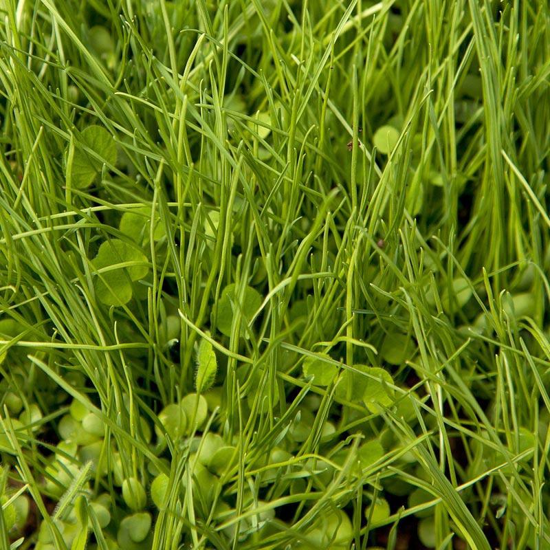 Peaceful Valley Quick Cover Erosion Mix - Nitrocoated Seed (lb) Peaceful Valley