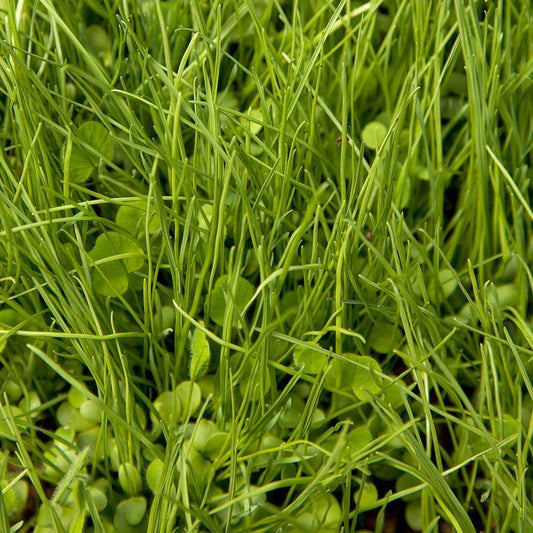 Peaceful Valley Quick Cover Erosion Mix - Nitrocoated Seed (lb) Peaceful Valley