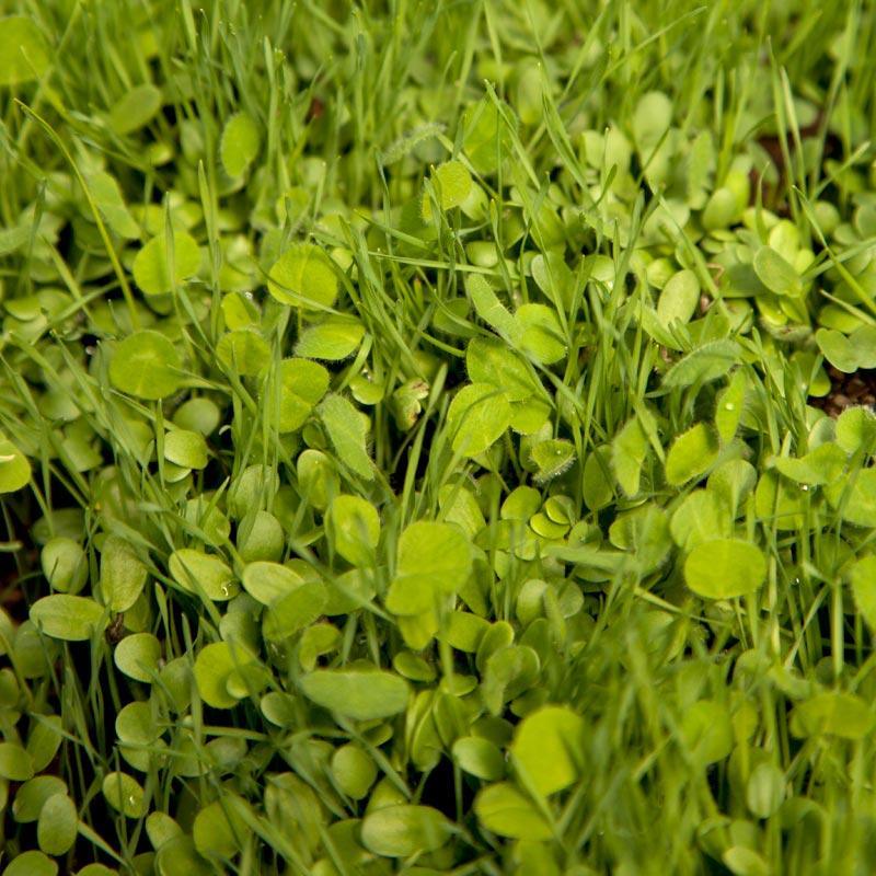 Peaceful Valley Sierra Foothill Dryland Mix - Nitrocoated Seed (lb) Peaceful Valley