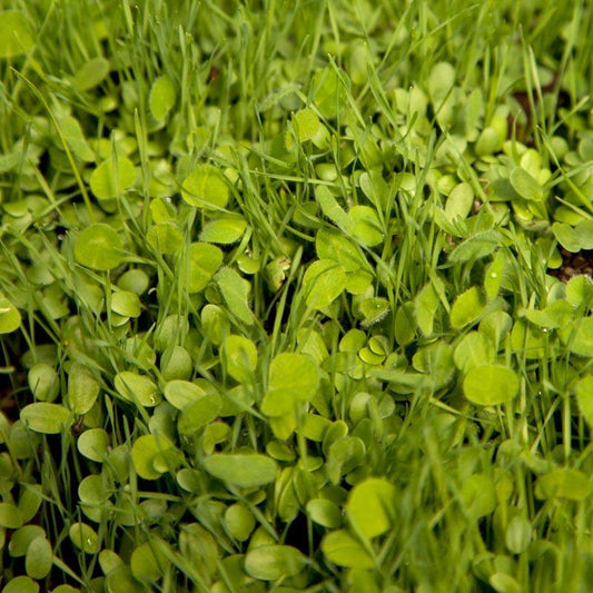 Peaceful Valley Sierra Foothill Dryland Mix - Nitrocoated Seed (lb) Peaceful Valley