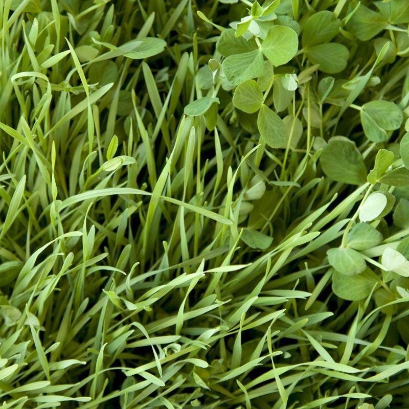Peaceful Valley Sod Buster Mix - Seed (lb) Peaceful Valley