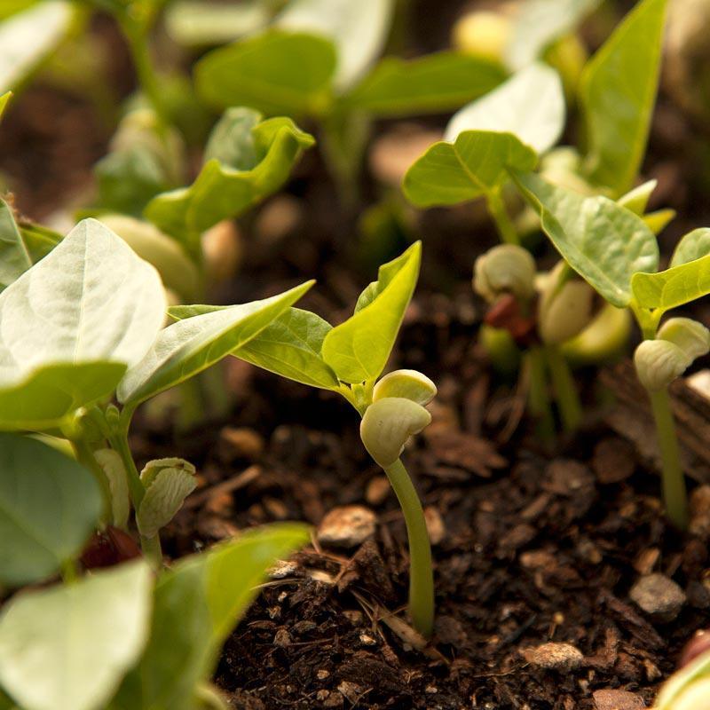 Peaceful Valley Summer Edible Cover Crop Mix - Raw Seed Peaceful Valley Summer Edible Cover Crop Mix - Raw Seed (lb) Cover Crop