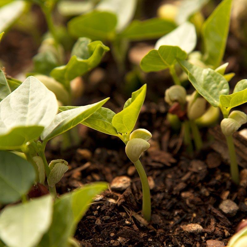 Peaceful Valley Summer Edible Cover Crop Mix - Raw Seed (lb) Peaceful Valley