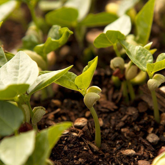 Peaceful Valley Summer Edible Cover Crop Mix - Raw Seed (lb) Peaceful Valley