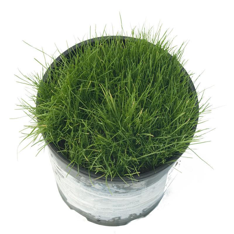 planting grass seed in shady areas Peaceful Valley Sun & Shade Lawn Seed (5 lb Bag)