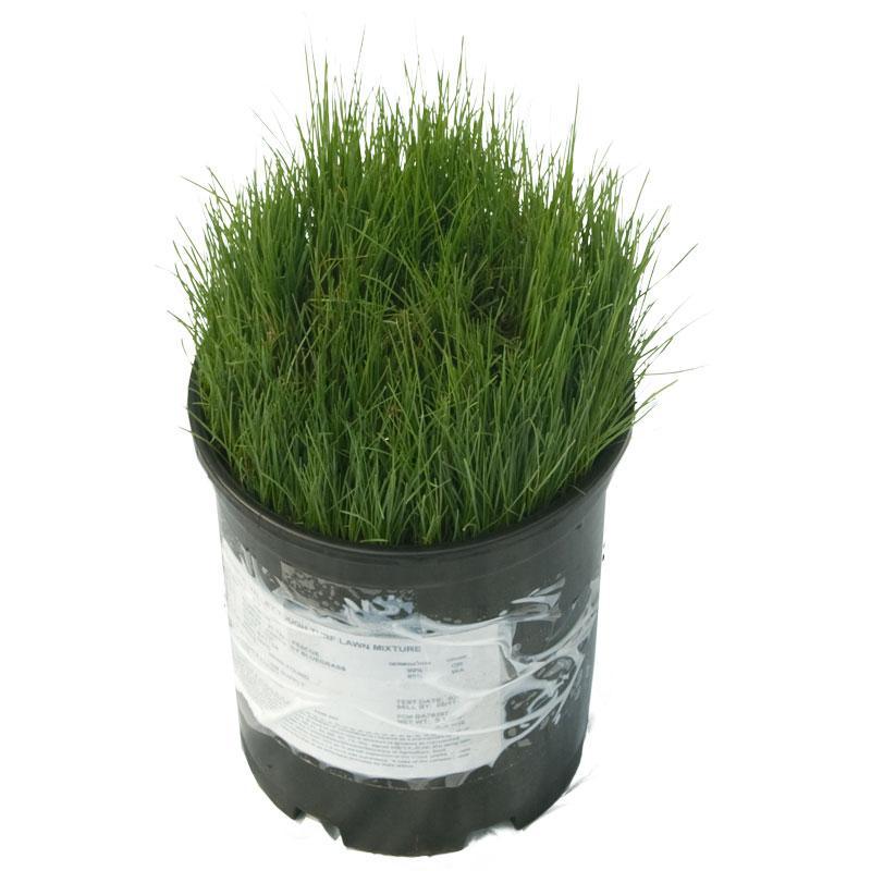 Peaceful Valley Tough Turf Lawn Seed (25 lb Bag) Peaceful Valley