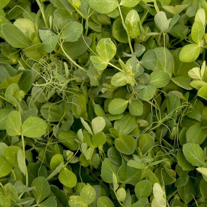 Peaceful Valley Winter Edible Cover Crop Mix - Raw Seed (lb) Peaceful Valley