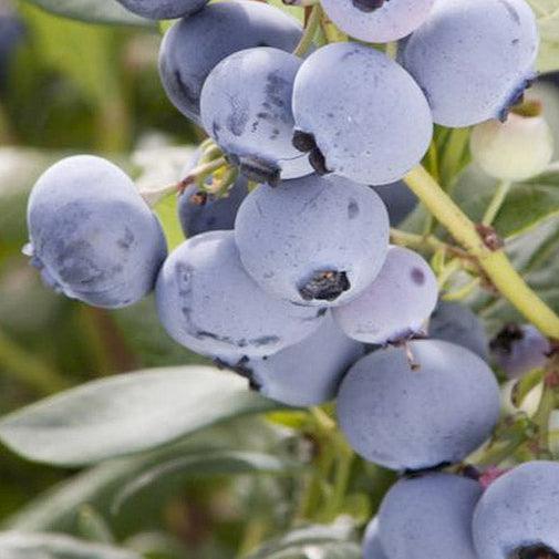 Organic Blueberry Pearl (Ea) Grow Organic