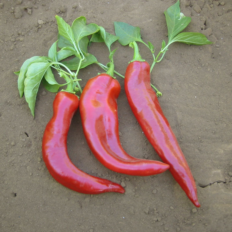 Organic Pepper, Hot New Mexico Joe Parker (1 oz) Organic Pepper, Hot New Mexico Joe Parker (1 oz) Vegetable Seeds