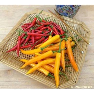 Thai Duo Orange Full Moon & Red Vesuvius Chile Pepper Seeds Renee's Garden