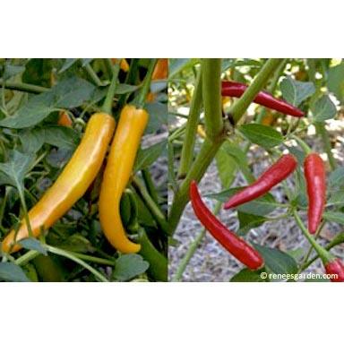 Thai Duo Orange Full Moon & Red Vesuvius Chile Pepper Seeds Renee's Garden