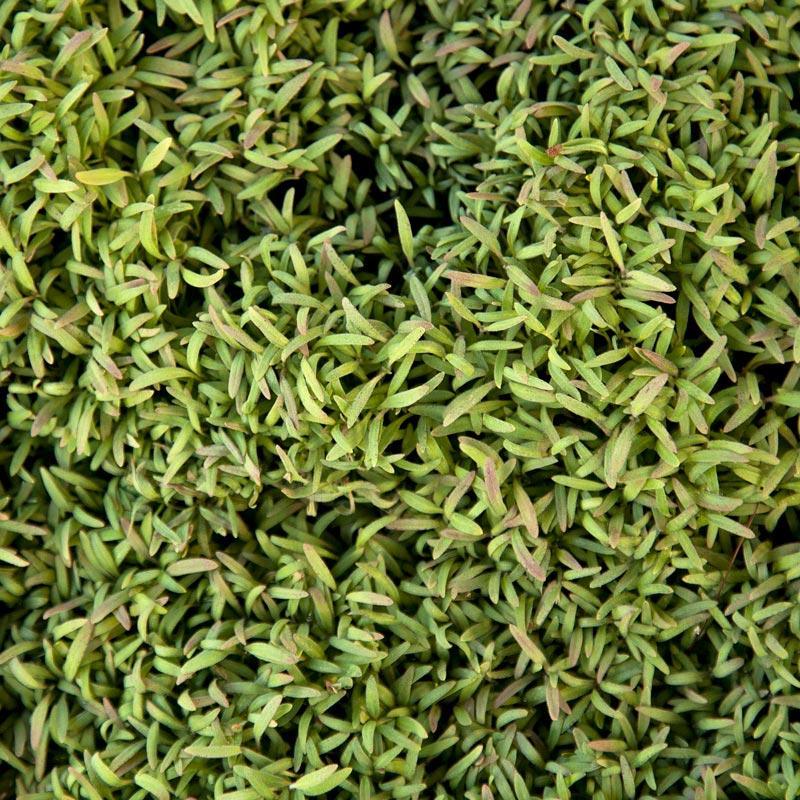 Phacelia Seed (lb) Grow Organic