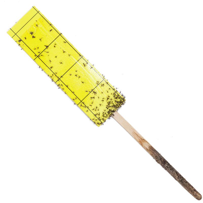 Gnat Stix for Houseplants BioCare