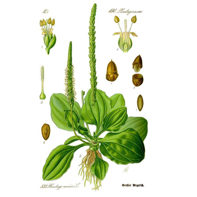 Plantain Broadleaf Seeds (Organic) Strictly Medicinal