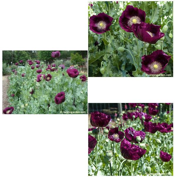 Lauren's Dark Grape California Poppy Flower Seeds Renee's Garden