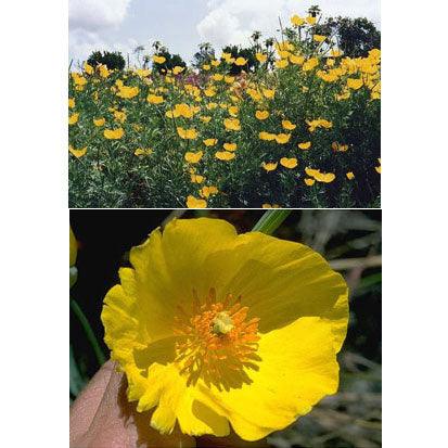 Renee's Garden Poppy Mexican Tulip - Grow Organic Renee's Garden Poppy Mexican Tulip Flower Seed & Bulbs