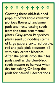 Pepperbox Poppy Seeds Renee's Garden