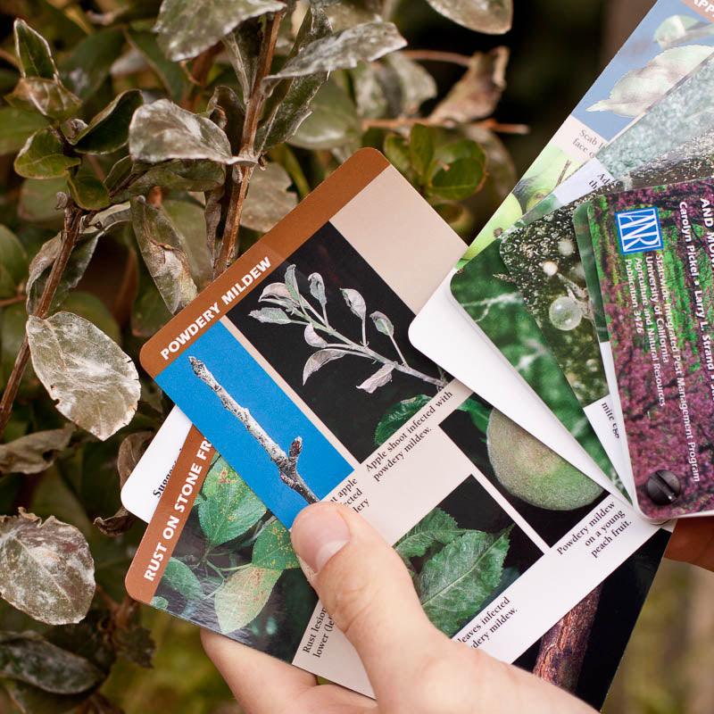 Tree Fruit Pest ID and Monitoring Cards Grow Organic