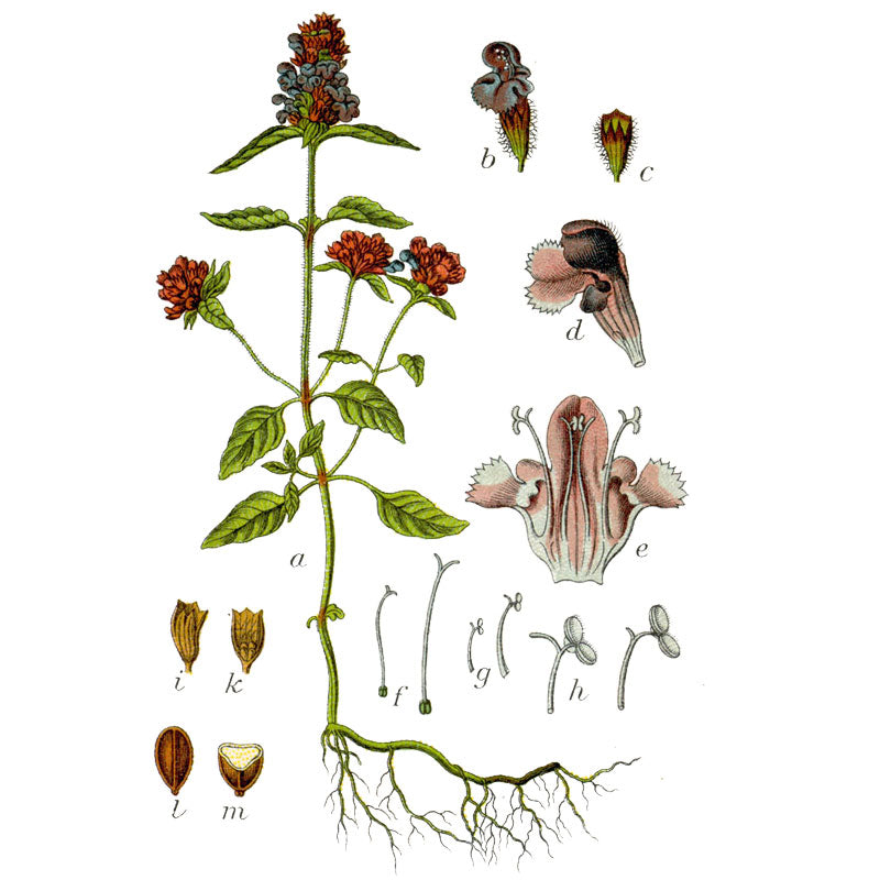 Strictly Medicinal Organic Self Heal (Prunella vulgaris) Strictly Medicinal Organic Self Heal (Prunella vulgaris) Herb Seeds