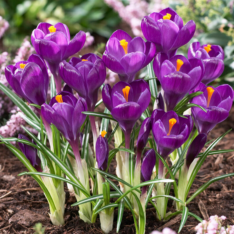 Bee Purple Collection - (50 Bulbs) - Grow Organic Bee Bulb Collection - Purple (Pack of 50) Flower Bulbs
