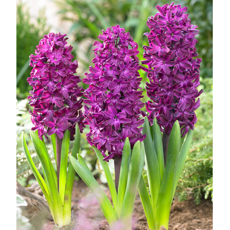 Bee Purple Collection - (50 Bulbs) - Grow Organic Bee Bulb Collection - Purple (Pack of 50) Flower Bulbs
