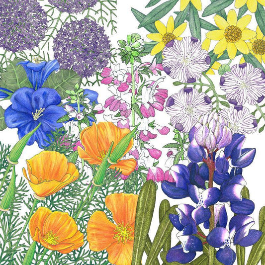 Peaceful Valley California Native Pollinator Blend (1/4 lb) Peaceful Valley